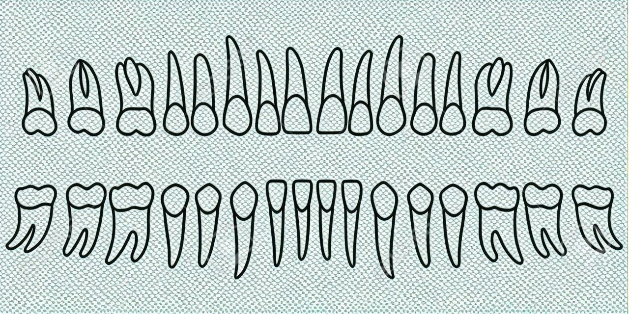 Set di denti, schema lato anteriore del dente di un adulto, grafico, illustrazione vettoriale per la stampa o web design dentale
