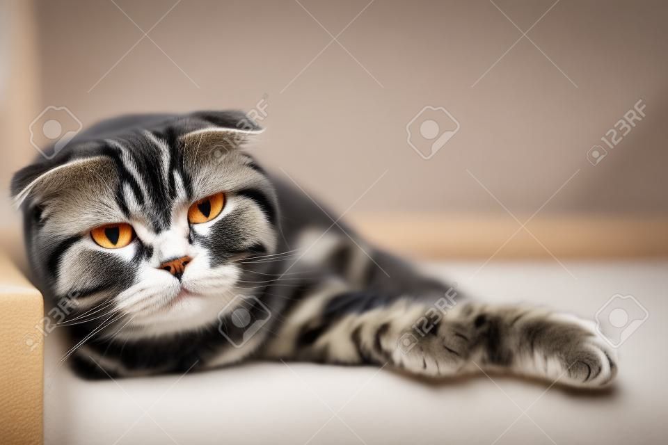 Beautiful, serious cat Scottish Fold looks intently and attentively at the camera, lying on a soft sofa, in a cozy home environment. Copy space.