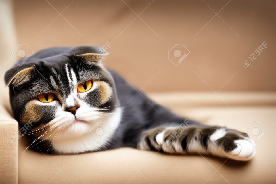 El hermoso y serio gato Scottish Fold mira fija y atentamente a la cámara, acostado en un suave sofá, en un acogedor ambiente hogareño. Copie el espacio.