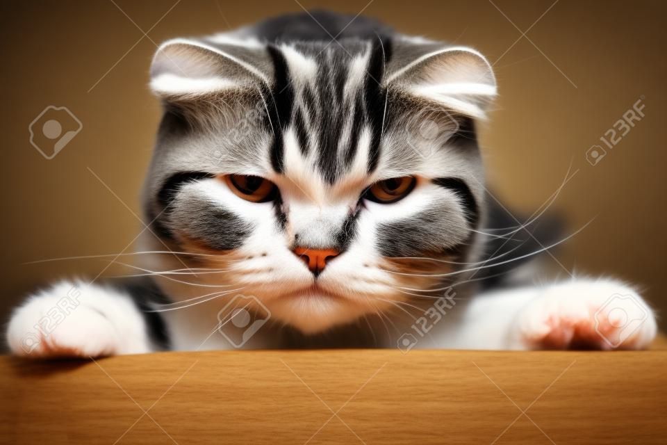 Le chat Scottish Fold insatisfait est sur la table et regarde avec colère la caméra. Fermer.