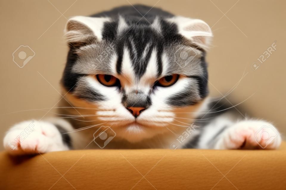 불만스러운 스코티시 폴드 고양이가 탁자 위에 있고 화가 나서 카메라를 바라보고 있습니다. 확대.