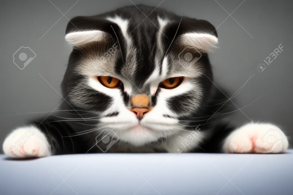 불만스러운 스코티시 폴드 고양이가 탁자 위에 있고 화가 나서 카메라를 바라보고 있습니다. 확대.
