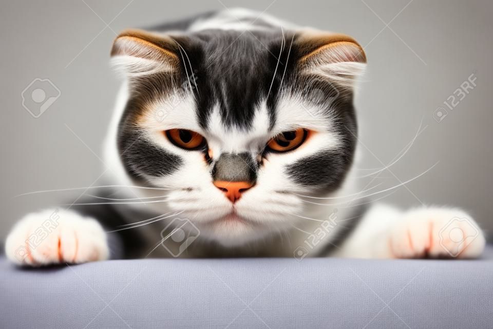 Le chat Scottish Fold insatisfait est sur la table et regarde avec colère la caméra. Fermer.