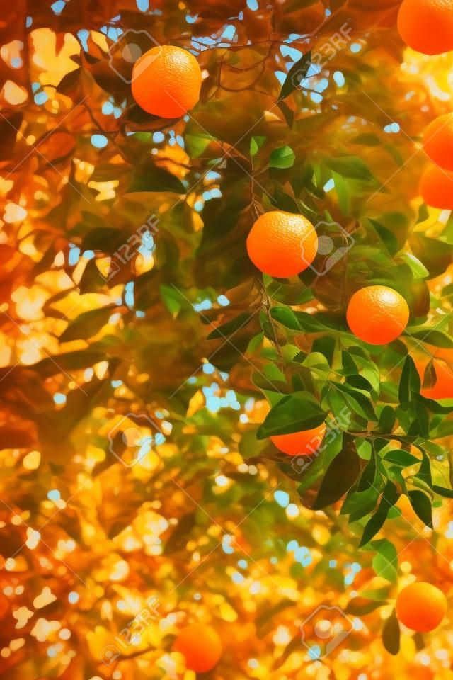 Orange tree with shallow depth of field - vintage color tone.