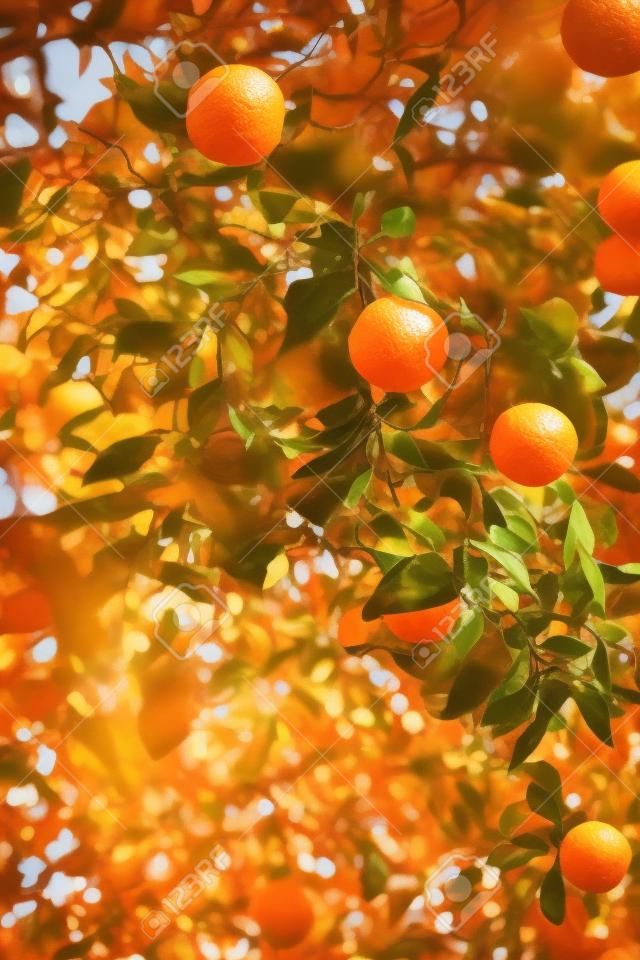 Orange tree with shallow depth of field - vintage color tone.