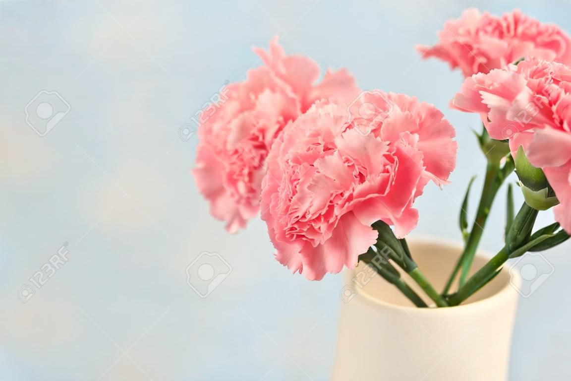 beautiful blooming of pink carnation flowers on  blue background with copy space