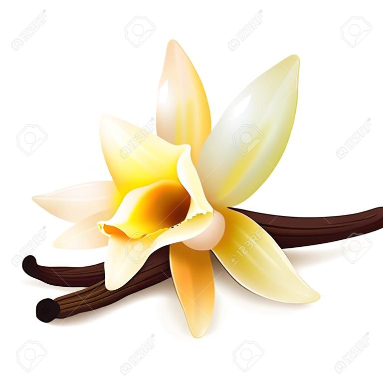 Realistici fiori e baccelli di vaniglia
