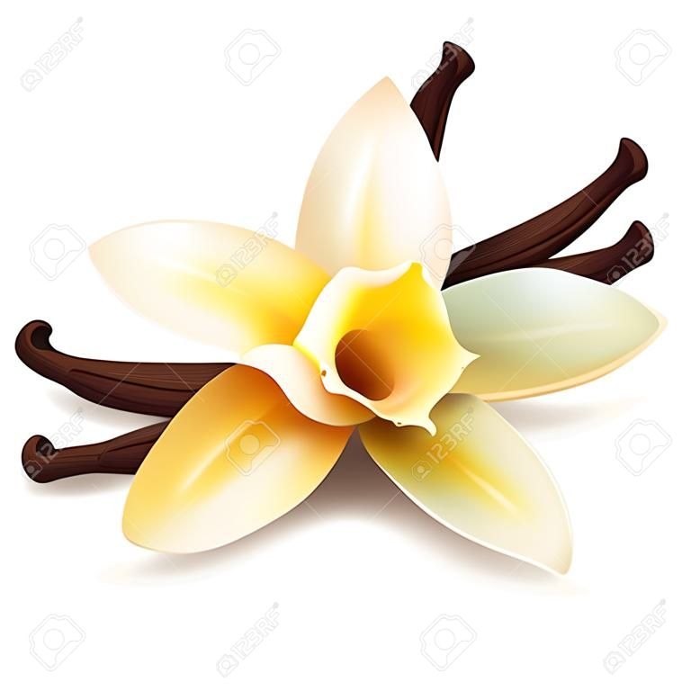Reális vanília virág és hüvely