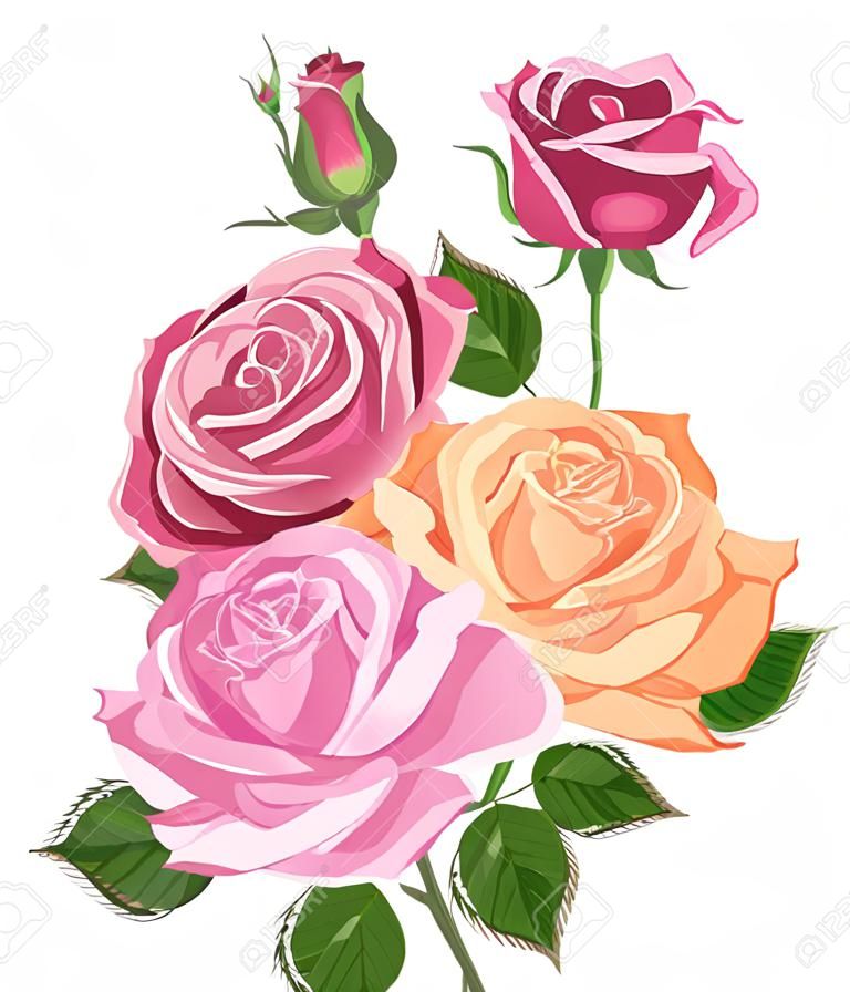 Ilustración de acuarela. Ramo de rosas aislado en blanco. Rosas, capullos, hojas. Conjunto vectorial de flores florecientes para el diseño. Decoración para invitaciones de boda y tarjetas de felicitación-vector.