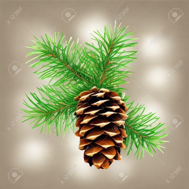 Karácsonyi fa ága lóg fenyőtoboz fehér alapon