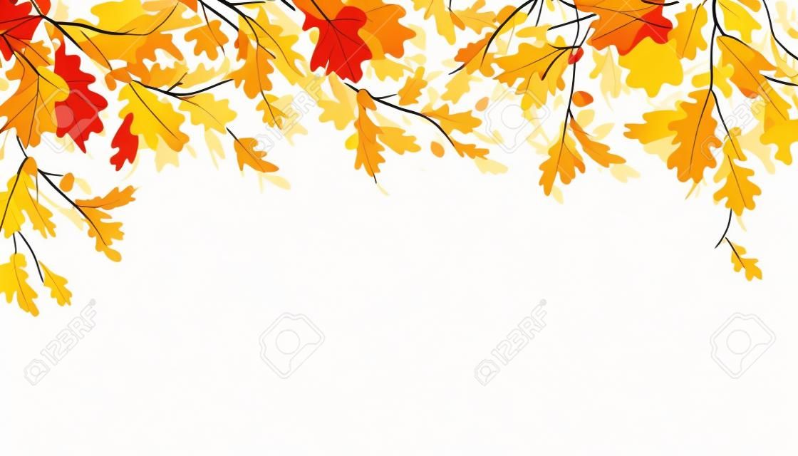 Ramo di quercia con foglie e ghiande su sfondo bianco. Illustrazione di autunno di vettore