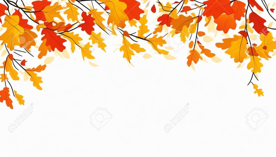 Ramo di quercia con foglie e ghiande su sfondo bianco. Illustrazione di autunno di vettore