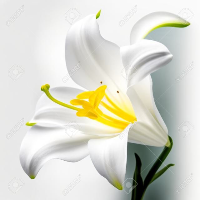 Kwiat białej lilii, na białym tle