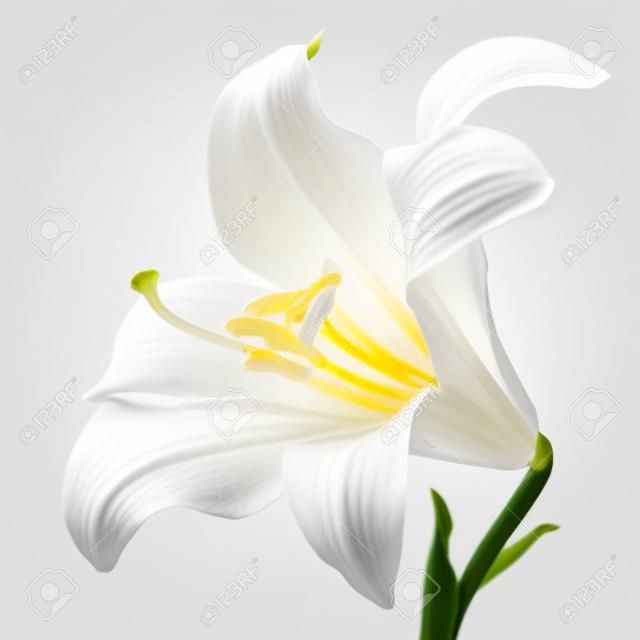 Kwiat białej lilii, na białym tle