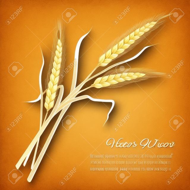 Spighe di grano, vettore, illustrazione