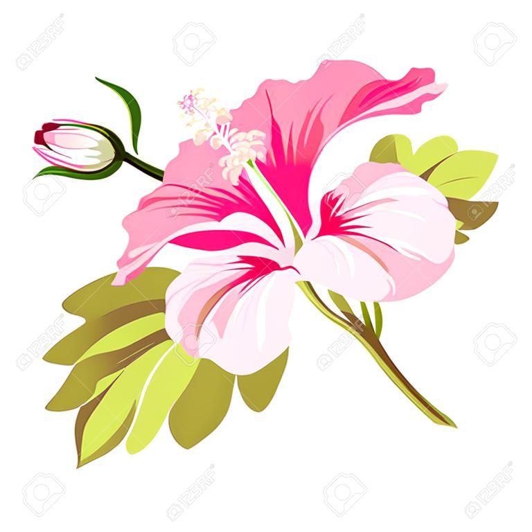 Hibiscus single tropical flower over white background. Vector illustration.
