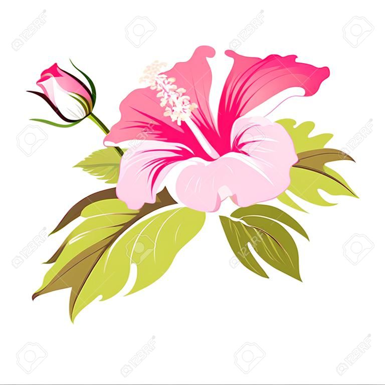 Hibiskus einzigen tropischen Blumen auf weißem Hintergrund. Vektor-Illustration.