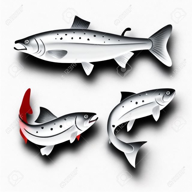 Ensemble de poissons de saumon isolé sur fond blanc. label design élément.