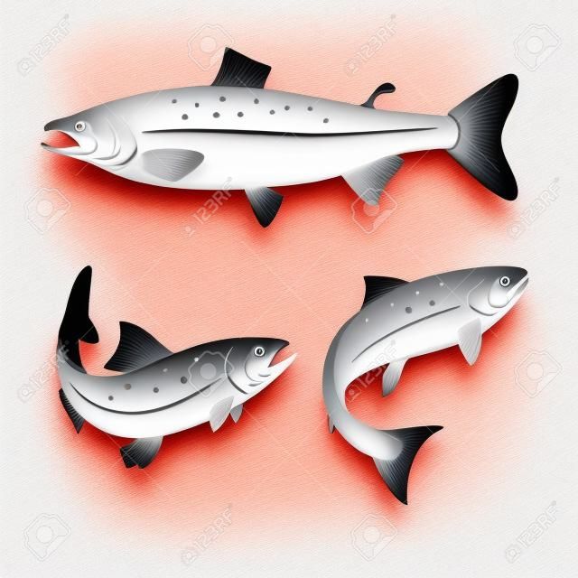 Conjunto de peixe de salmão isolado no fundo branco. elemento de design de rótulo.