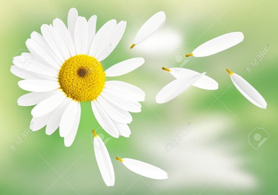 Camomille pétales de fleurs de vol, devinez sur la marguerite, isolé sur fond blanc comme élément de design de l'affiche