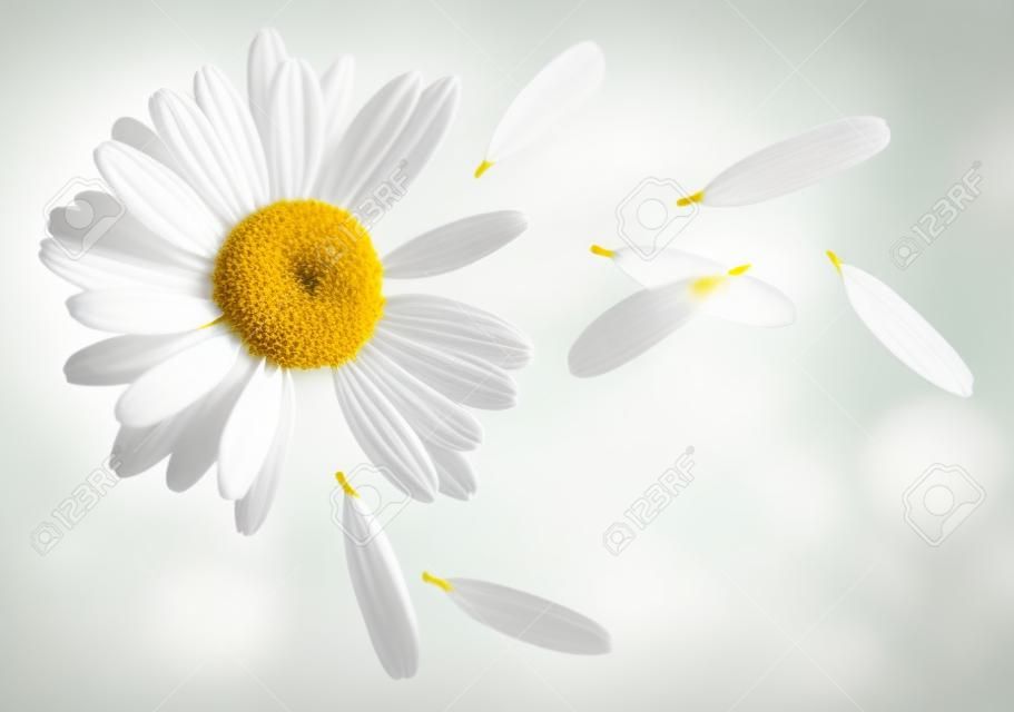 Camomille pétales de fleurs de vol, devinez sur la marguerite, isolé sur fond blanc comme élément de design de l'affiche