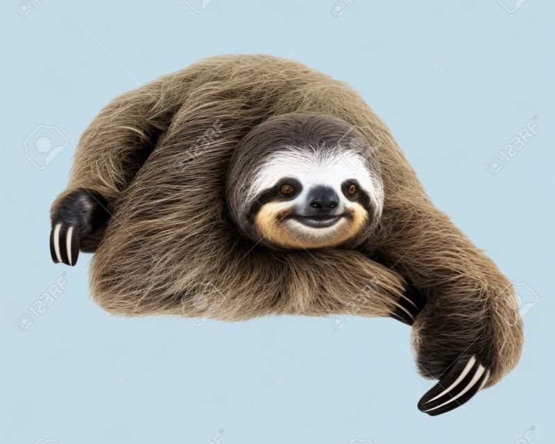 Happy sloth resting on a clean white background