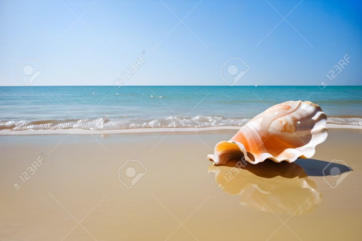 漂亮的貝殼在沙灘上