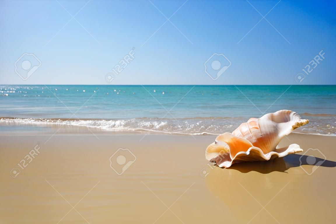 shell de mar agradable en la playa de
