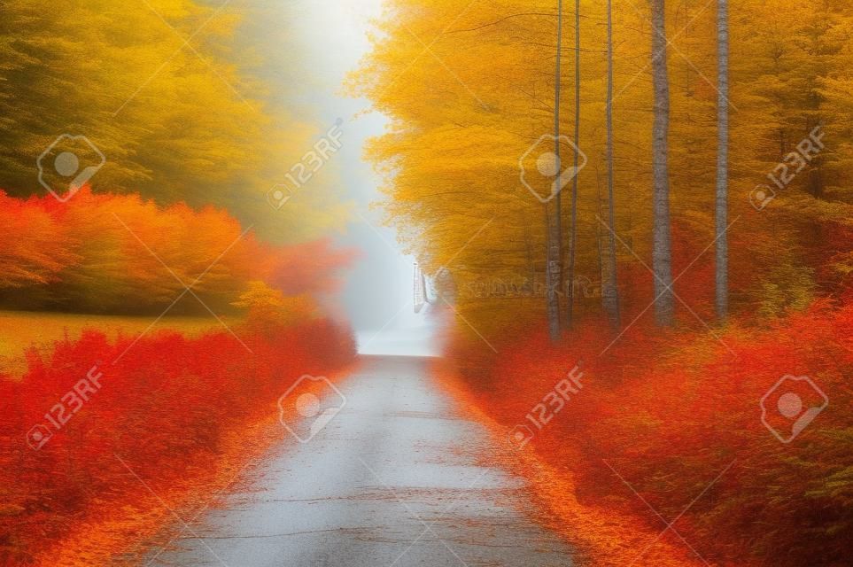 Straße im bunten Herbstwald. Schöne Landschaft