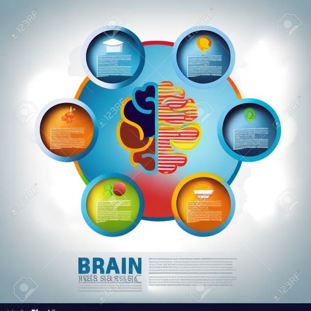progettazione infografica vector cervello