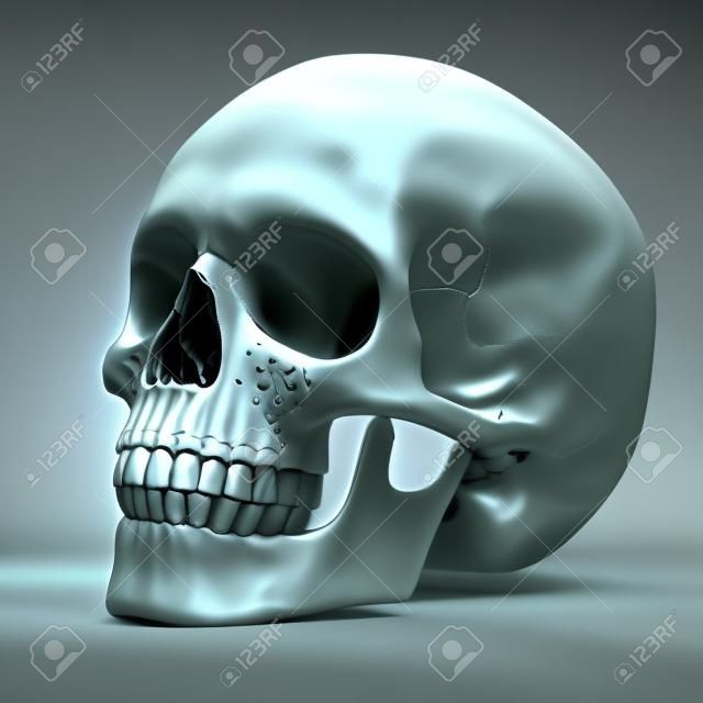 human skull 3d illustration 