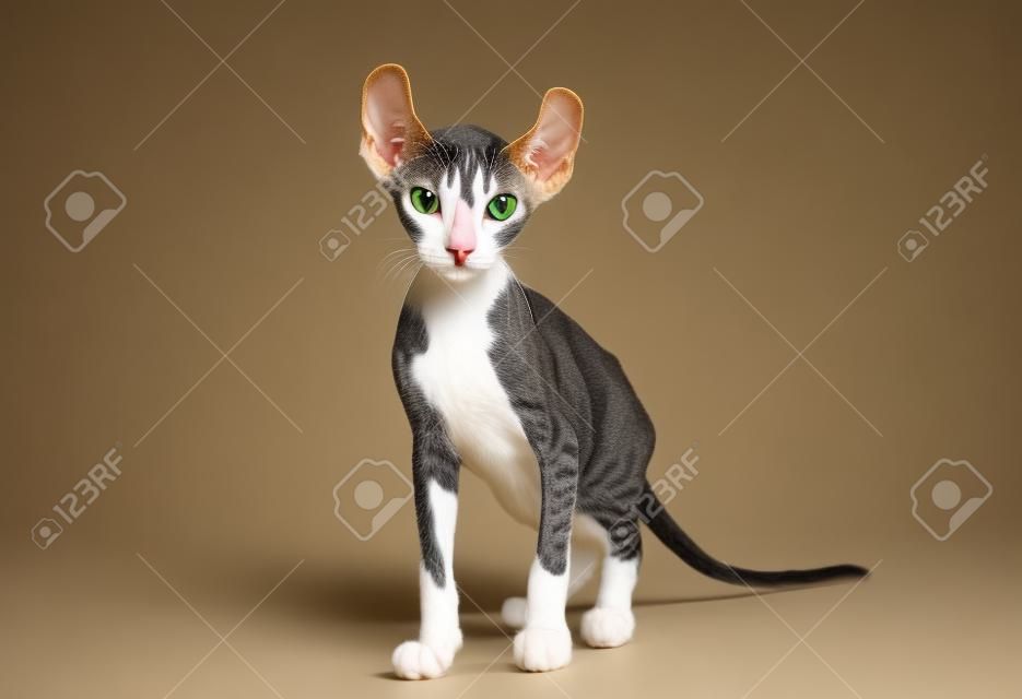 An elf cat is a cross between different breeds of cat. It is hairless with curled ears and tails
