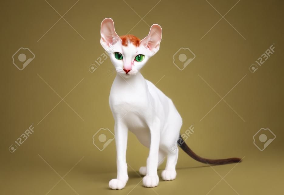エルフの猫猫の異なる品種間のクロスです。カールの耳と尾と無毛です。