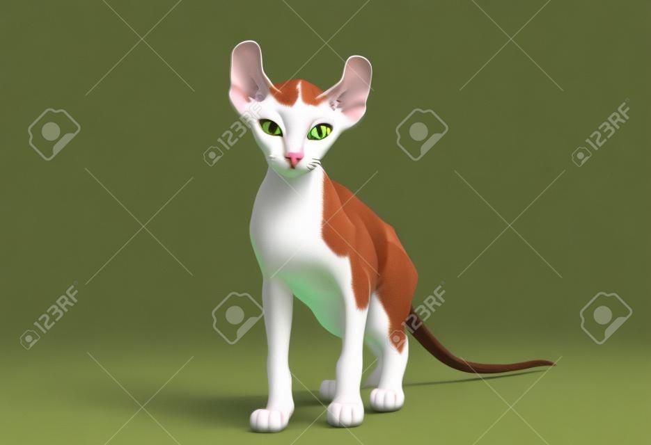 Ein Elf Katze ist eine Kreuzung zwischen verschiedenen Rassen der Katze. Es ist haarlos mit krause Ohren und Schwänze