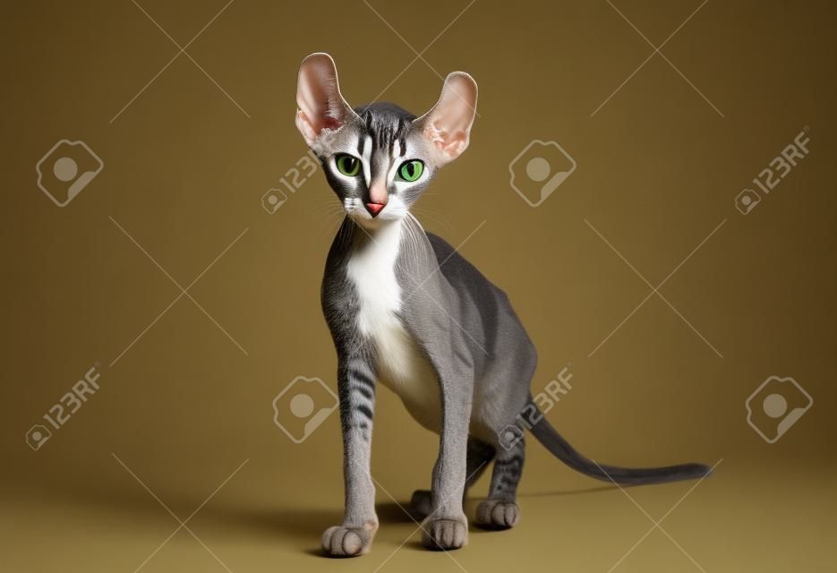一個小精靈貓是貓的不同品種之間的交叉。它是用無毛捲曲的耳朵和尾巴
