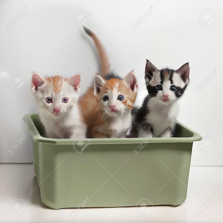 Kleine kittens zittend in kattentoilet
