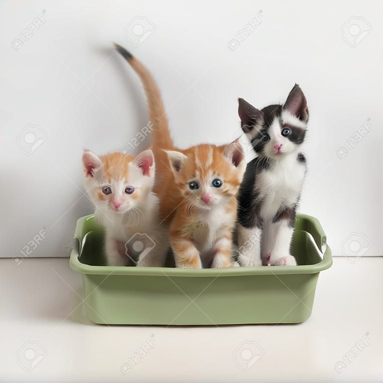 Маленькие котята сидят в туалете кошки