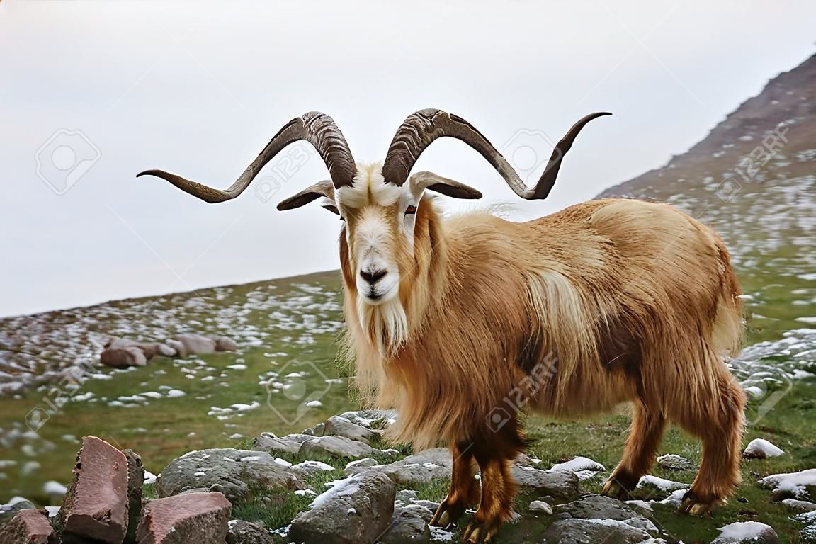 La cabra salvaje de la montaña del norte con pelaje marrón y cuernos grandes se encuentra en el valle verde de las tierras altas. concepto de vida silvestre