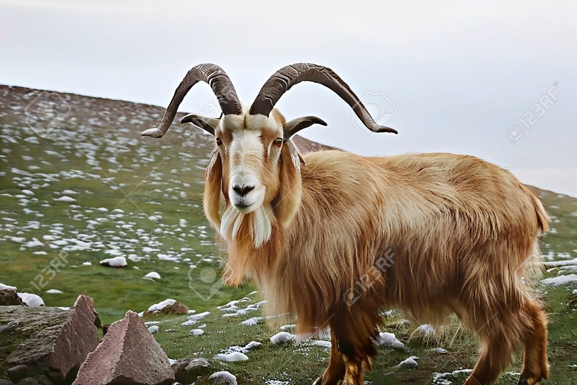 north mountain wild goat with brown fur and big horns stand at green highland valley. wildlife concept