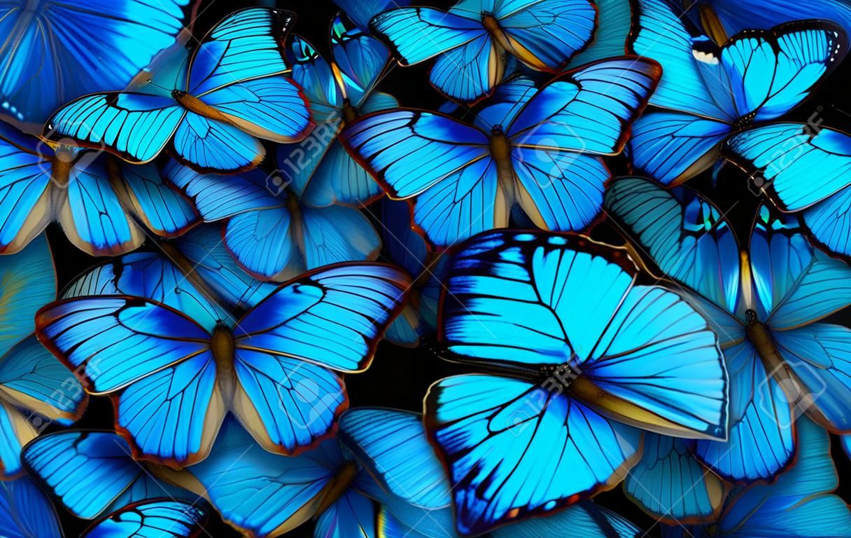 Wings of a butterfly Morpho. Flight of bright blue butterflies abstract background.