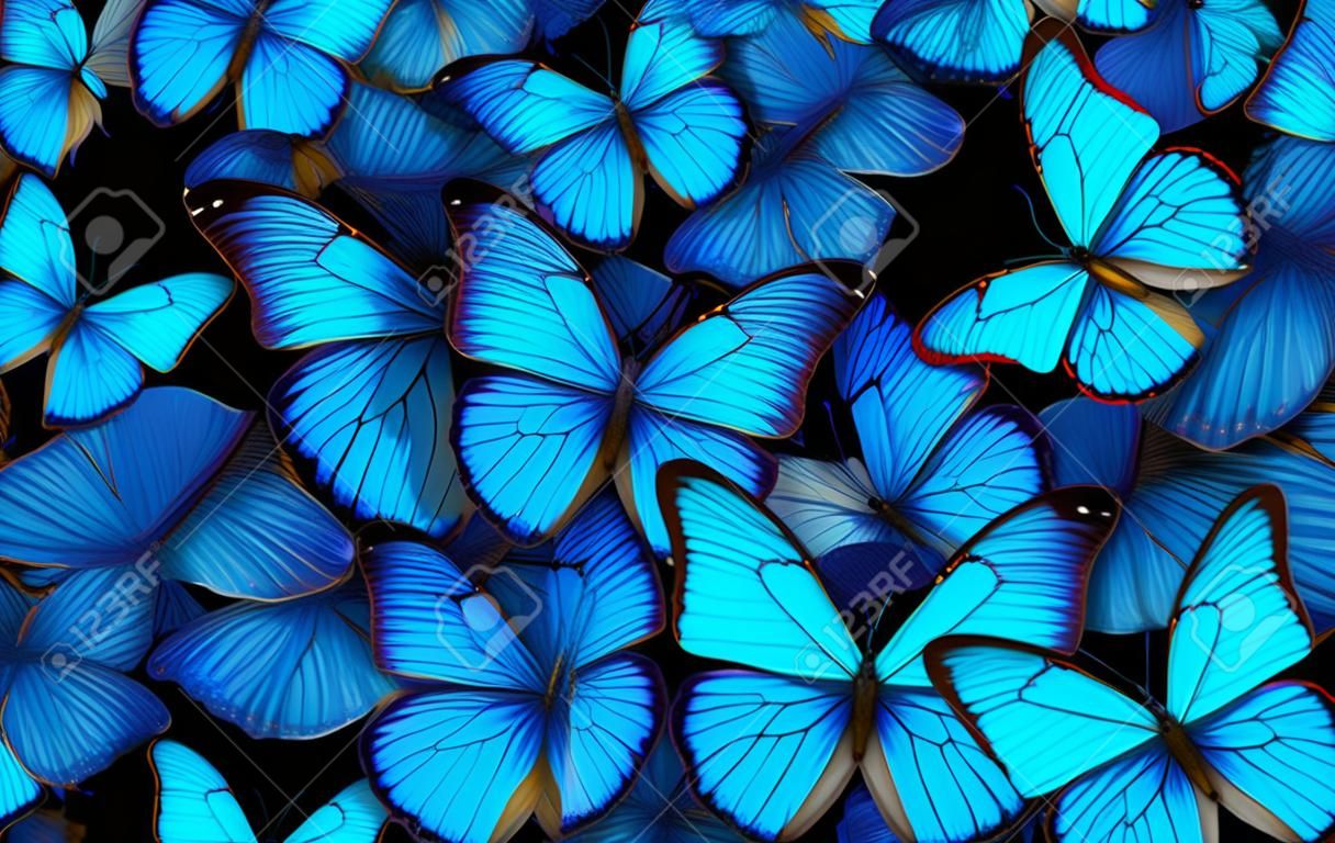 Flügel eines Schmetterlings Morpho. Flug des abstrakten Hintergrundes der hellen blauen Schmetterlinge.