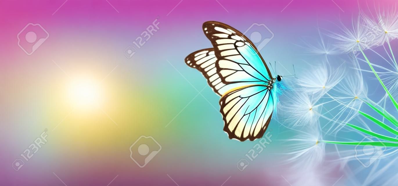 Natural pastel background. Morpho butterfly and dandelion. Seeds of a dandelion flower in droplets of dew on a background of sunrise. Soft focus. Copy spaces.