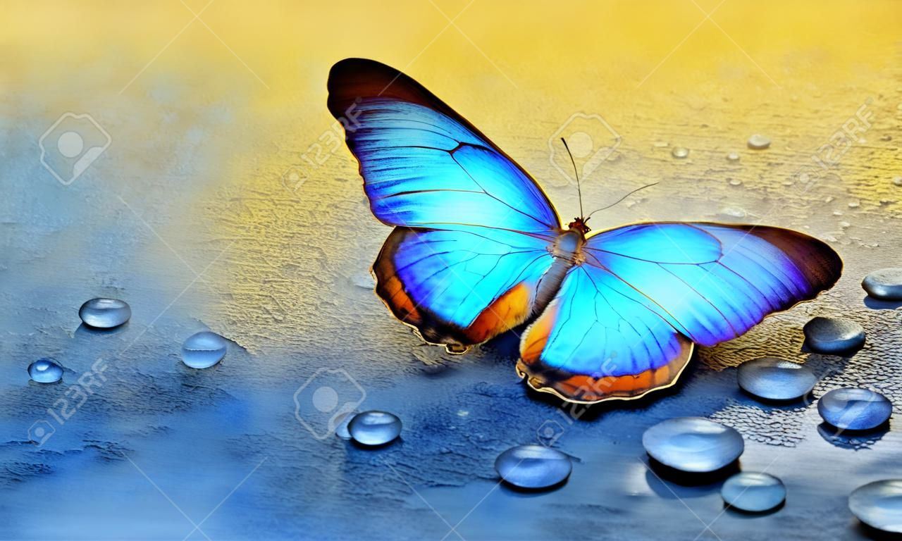 farfalla sulle gocce di rugiada. fondo oro e blu. carta da acquerello dipinta con vernice blu e oro. farfalla morpho brillante su sfondo blu e oro. copia spazio