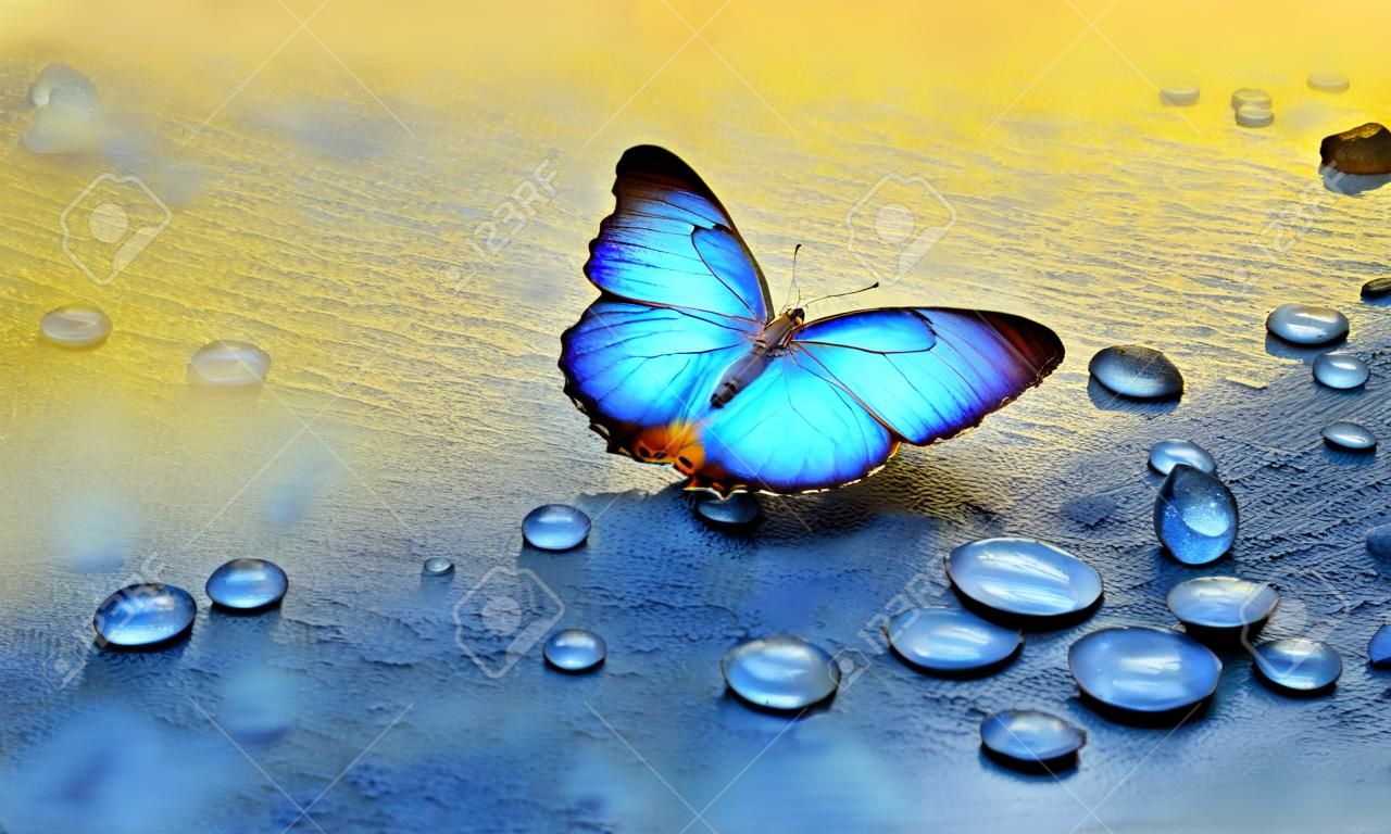 farfalla sulle gocce di rugiada. fondo oro e blu. carta da acquerello dipinta con vernice blu e oro. farfalla morpho brillante su sfondo blu e oro. copia spazio