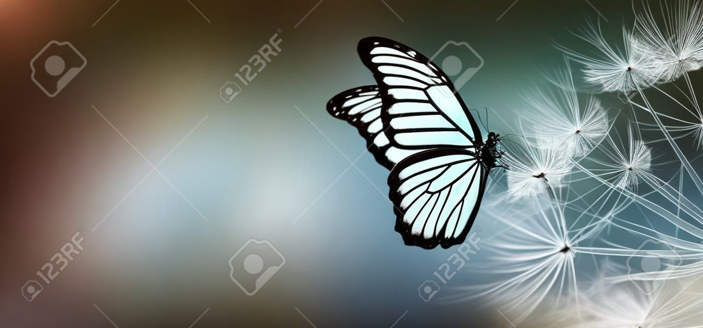 Natürlicher schwarzer und weißer Hintergrund. Morpho-Schmetterling und Löwenzahn. Samen einer Löwenzahnblume in Tautropfen auf einem Hintergrund von Sonnenaufgang. Weicher Fokus. Leerzeichen kopieren.