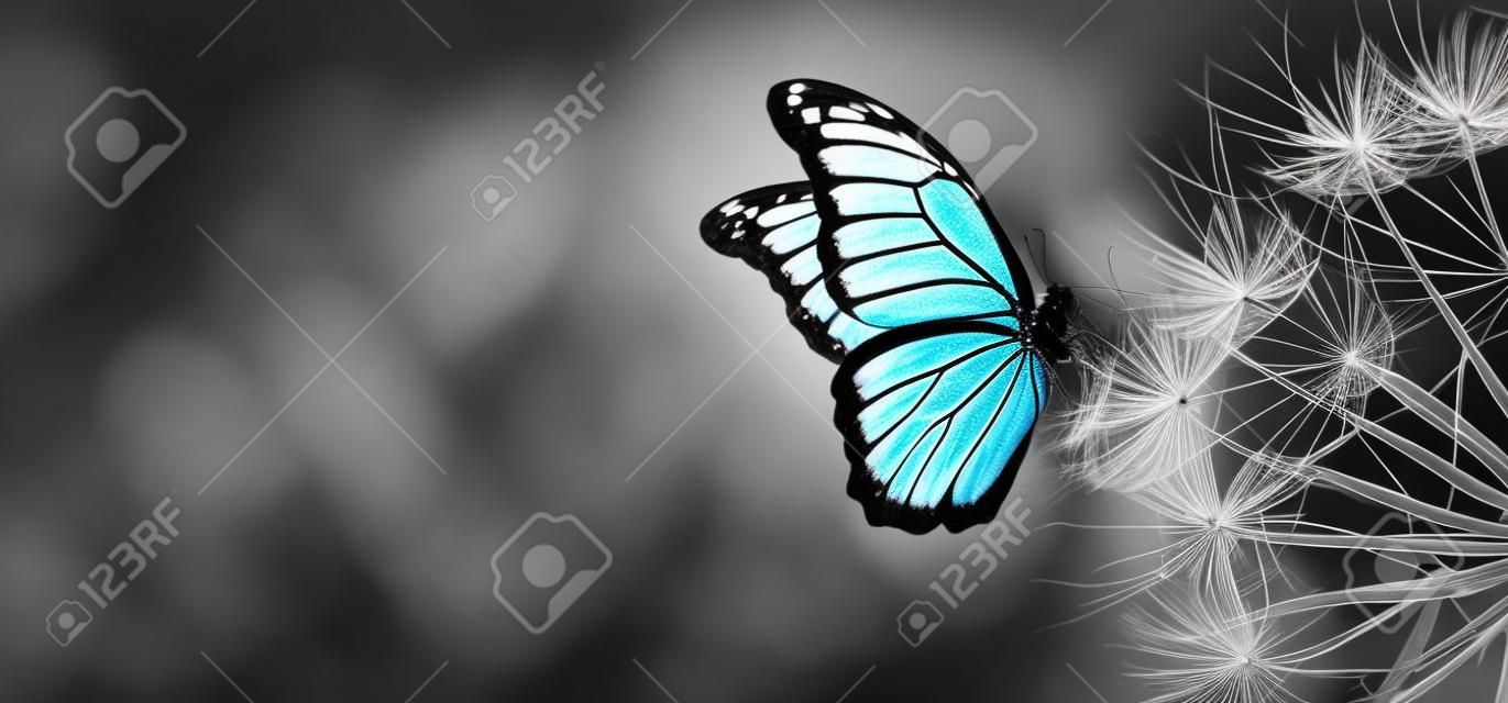Natural black and white background. Morpho butterfly and dandelion. Seeds of a dandelion flower in droplets of dew on a background of sunrise. Soft focus. Copy spaces.