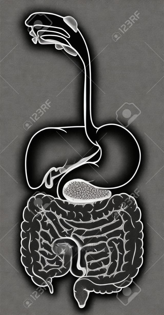 illustration en noir et blanc du système digestif humain, tube digestif ou canal alimentaire