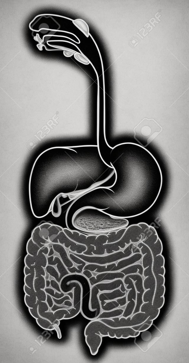 Illustrazione in bianco e nero del sistema digestivo umano, tubo digerente o canale alimentare