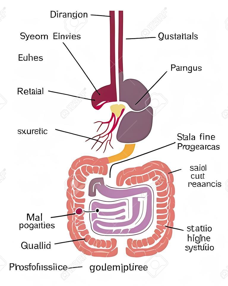 A human gut digestive system gastrointestinal anatomical tract diagram