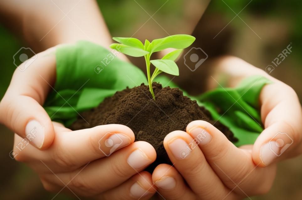 Hands holding green sprout with soil